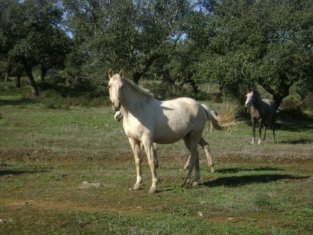 Gira